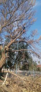 Brits tree felling  0734130961