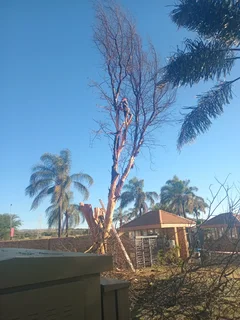 Brits tree felling  0734130961