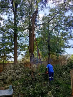 Nelspruit tree felling services  0734130961