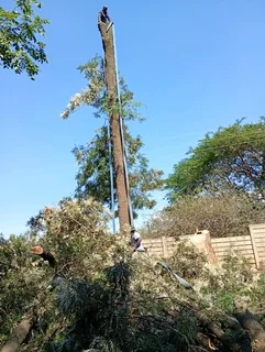 Nelspruit tree felling services  0734130961