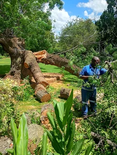 Brits tree felling  0734130961