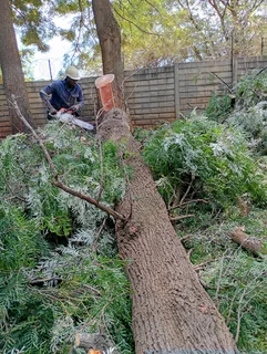 Brits tree felling  0734130961