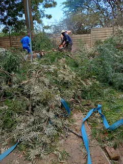 Brits tree felling  0734130961