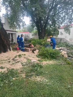 Brits tree felling  0734130961