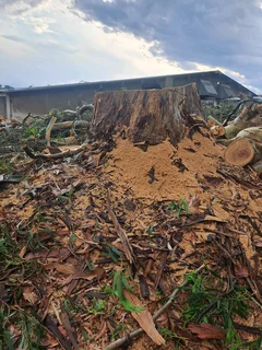 Brits tree felling  0734130961