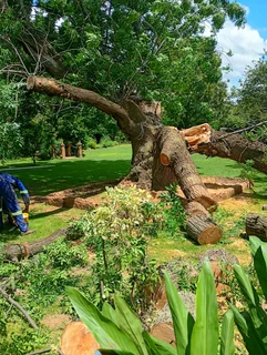 Brits tree felling 27 734130961