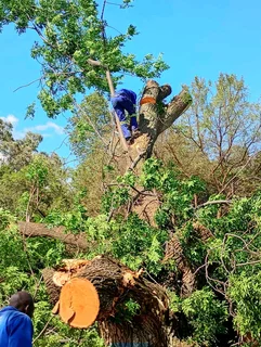 Brits tree felling 27 734130961
