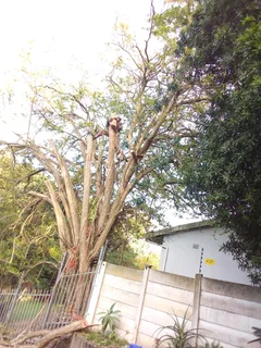 Eddies&#39;s Tree Felling