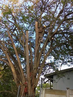 Eddie&#39;s Tree Felling