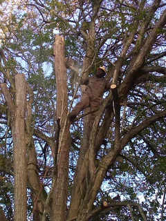 EDDIE&#39;S TREE FELLING