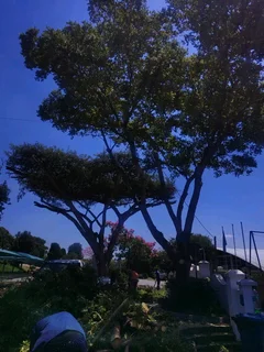 iDream Tree Felling Services