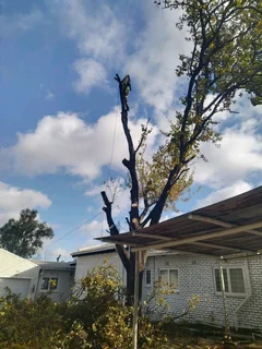 iDream Tree Felling Services