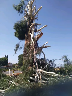 iDream Tree Felling Services