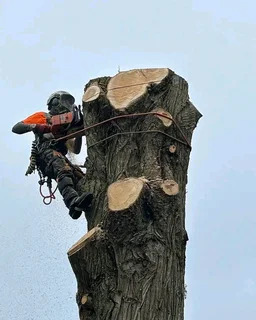 iDream Tree Felling Services