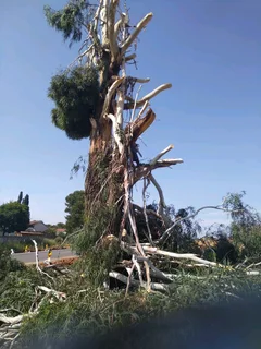 iDream Tree Felling Services