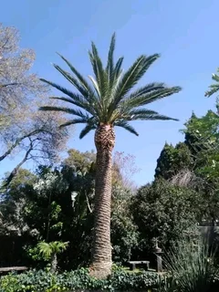 iDream Tree Felling Services