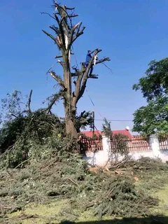 iDream Tree Felling Services
