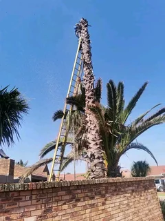 iDream Tree Felling Services