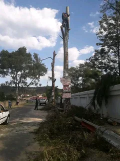 iDream Tree Felling Services