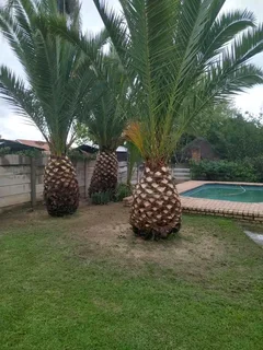 iDream Tree Felling Services