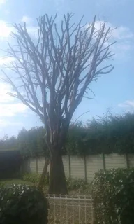 iDream Tree Felling Services