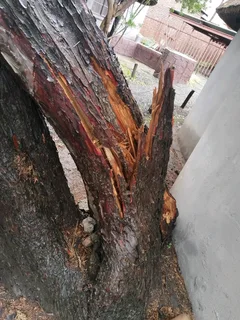 iDream Tree Felling Services