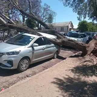 iDream Tree Felling Services