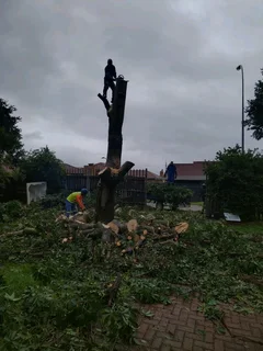 iDream Tree Felling Services