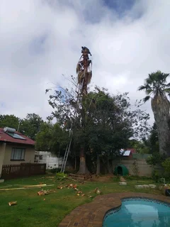 iDream Tree Felling Services