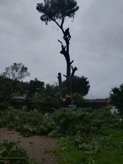 iDream Tree Felling Services