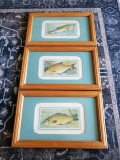 Set of 3 Framed Vintage Fish Prints R250
