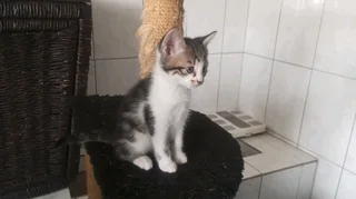 Beautiful kittens for sale