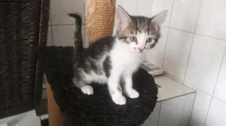 Beautiful kittens for sale