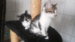 Beautiful kittens for sale