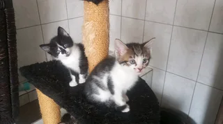 Beautiful kittens for sale
