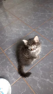 Mainecoon × kittens for sale