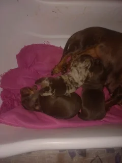 Miniature dachshund puppies for sale