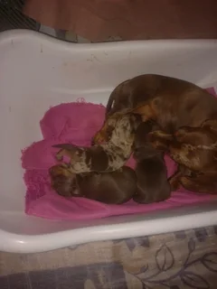 Miniature dachshund puppies for sale