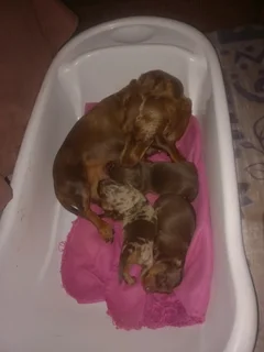 Miniature dachshund puppies for sale
