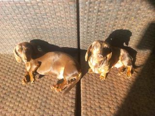 Miniature dachshund puppies for sale