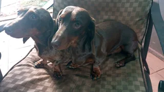 Miniature dachshund puppies for sale