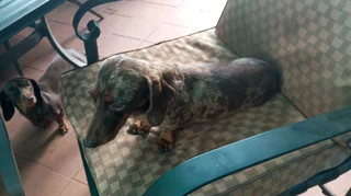 Miniature dachshund puppies for sale