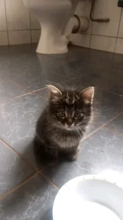 Mainecoon × kittens for sale