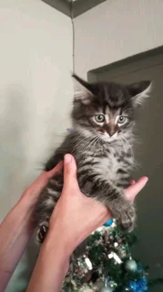 Mainecoon × kittens for sale