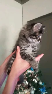 Mainecoon × kittens for sale