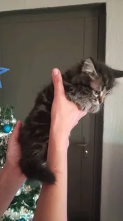 Mainecoon × kittens for sale