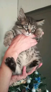 Mainecoon × kittens for sale