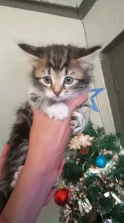 Mainecoon × kittens for sale