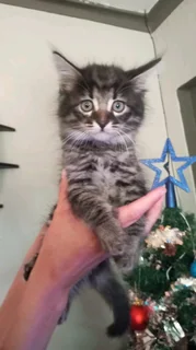 Mainecoon × kittens for sale