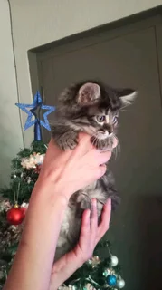 Mainecoon × kittens for sale